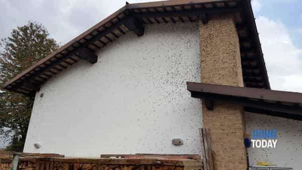 Casa infestata dalle cimici nel Medio basso Friuli